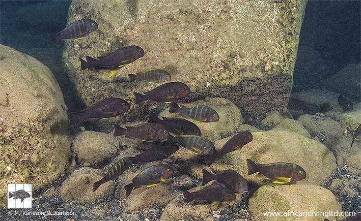 Tropheus sp. 'lukuga' Magambo Island